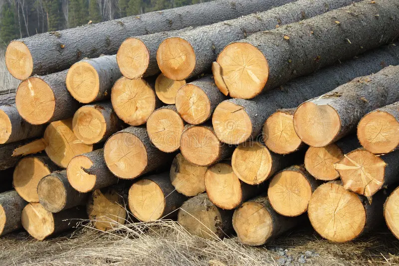 Softwood Logs